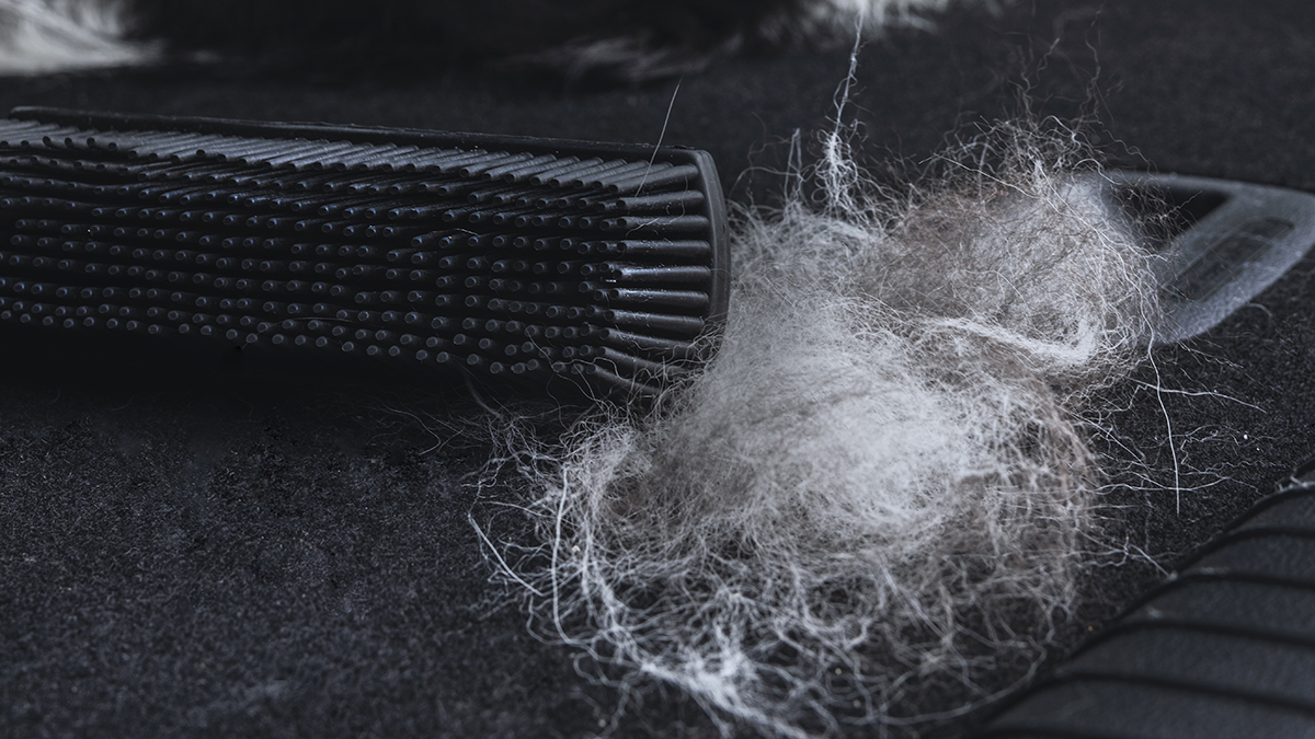 Une brosse noire spécialement conçue pour retirer les poils d’animaux, à côté d’un amas de poils accumulés sur une surface sombre, probablement une moquette ou une sellerie.